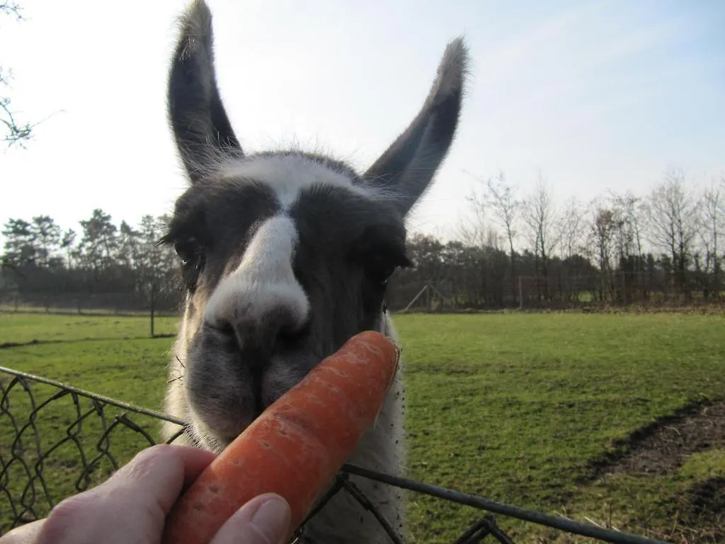 Alojamento de Turismo Rural Billund Farm Holiday